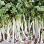 Broccoli Sprouting Seeds 1