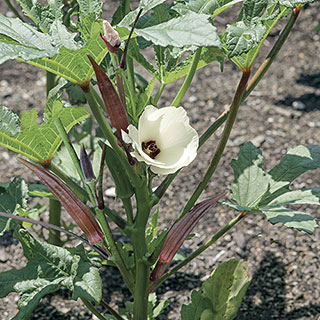 Bull Dog Okra Seeds