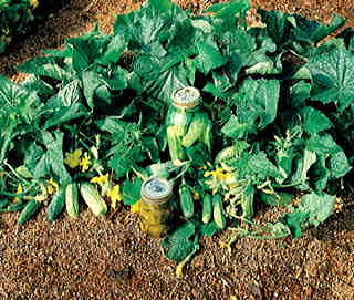 Bush Pickle Hybrid Cucumber Seeds