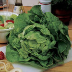 Buttercrunch Lettuce Seeds 1