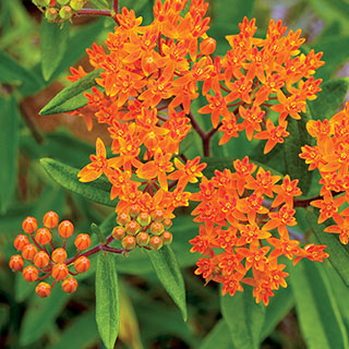 Butterfly Weed Seeds