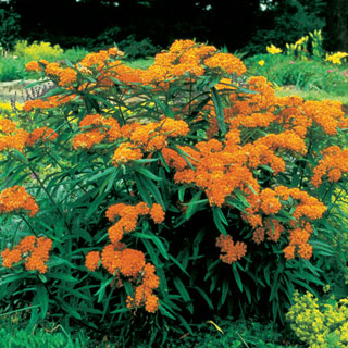 Butterfly Weed