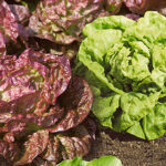 Butterhead Blend Lettuce Seeds 1