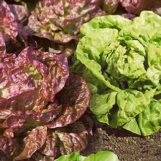 Butterhead Blend Lettuce Seeds