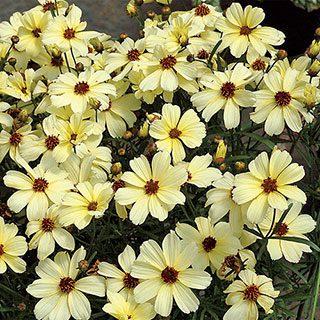 'Buttermilk' Coreopsis