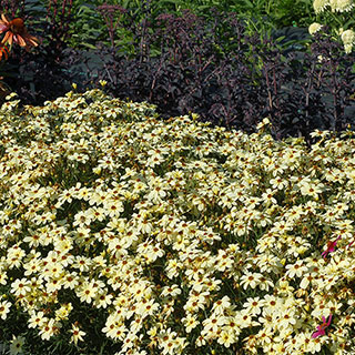 'Buttermilk' Coreopsis