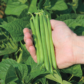 Cabot Bean Seeds