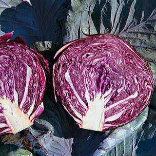 Cairo Hybrid Cabbage Seeds