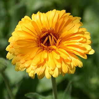 Calendula Flower Seeds