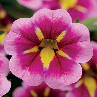 Calibrachoa Can-Can® Bumble Bee Pink (Pack of 3)