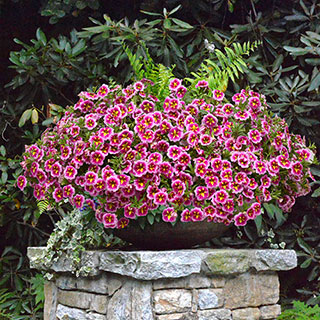 Calibrachoa Can-Can® Bumble Bee Pink (Pack of 3)
