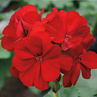 Calliope® Dark Red Geranium (pack of 3)