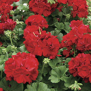 Calliope® Dark Red Geranium (pack of 3)