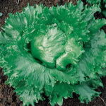 Calmar Lettuce Seeds 1