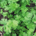 Calypso20Cilantro20Seeds.jpg