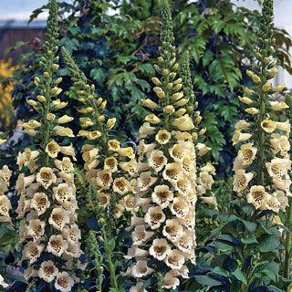 Camelot Cream Foxglove Seeds