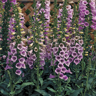 Camelot Lavender Hybrid Foxglove Seeds