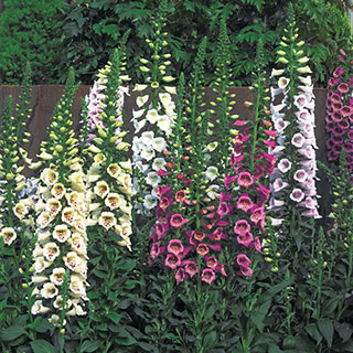 Camelot Mix Hybrid Foxglove Seeds