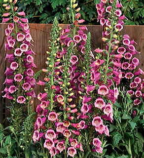 Camelot Rose Hybrid Foxglove Seeds