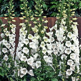 Camelot White Hybrid Foxglove Seeds