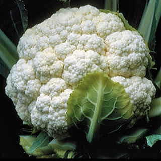 Candid Charm Hybrid Cauliflower Seeds