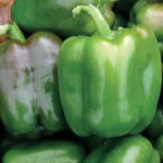 Candy Bell Hybrid Pepper Seeds 1