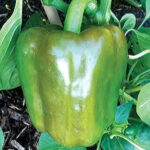 Candy Bell Hybrid Pepper Seeds 1