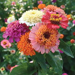 Candy Mix Zinnia Seeds (P) Pkt of 50 seeds