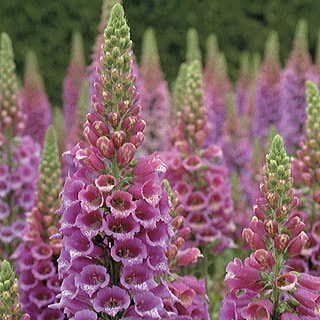 Candy Mountain Foxglove