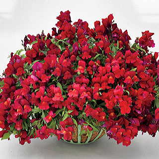 Candy Showers Red Snapdragon Seeds