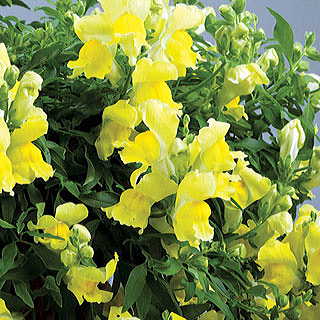 Candy Showers Yellow Snapdragon Seeds