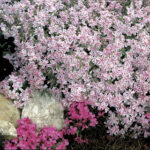 Candy Stripe Creeping Phlox 1