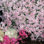 ‘Candy Stripe’ Creeping Phlox (pack of 6) 1