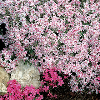 'Candy Stripe' Creeping Phlox (pack of 6)