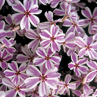 'Candy Stripe' Creeping Phlox (pack of 6)