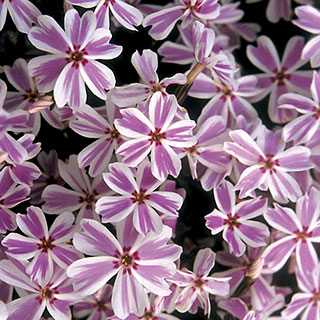 Candy Stripe Creeping Phlox