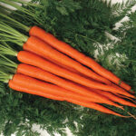 Candysnax Hybrid Carrot Seeds 1