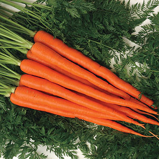 Candysnax Hybrid Carrot Seeds
