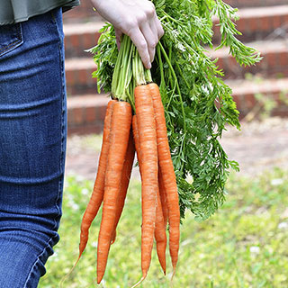 Candysnax Hybrid Carrot Seeds