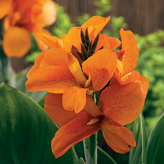 Canna South Pacific Orange