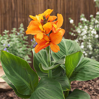 Canna South Pacific Orange