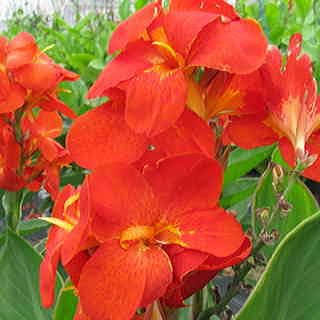 Canna South Pacific Scarlet Seeds