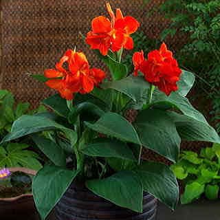 Canna South Pacific Scarlet Seeds