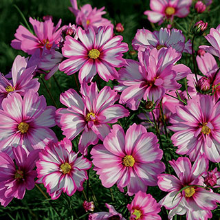 Capriola Cosmos Seeds