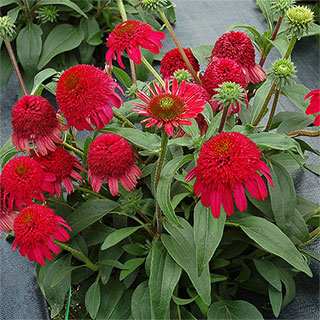 Cara Mia™ Rose Coneflower Seeds