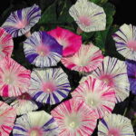 Carnival™ Morning Glory Seeds 1