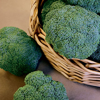 Castle Dome Hybrid Broccoli Seeds