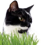 Cat Grass 1