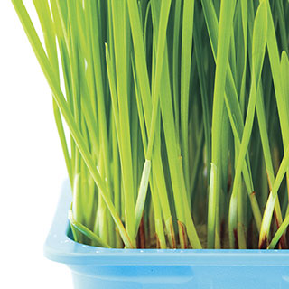 Cat Grass Seed Tape