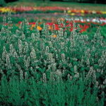 Catnip Seeds 1